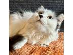 Adopt Mimi - 6 years young! a Domestic Medium Hair