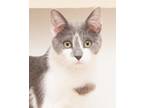 Adopt Jill (gets adopted with Jack) a Domestic Short Hair