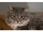 Adopt Sugar & Plum a Domestic Long Hair, Domestic Medium Hair