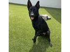 Adopt Magneto a German Shepherd Dog, Shepherd