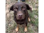 Adopt Mama Mia a Labrador Retriever, Rottweiler