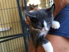 Adopt Aerys a Domestic Short Hair