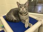 Adopt Aylah a Tabby, Domestic Short Hair