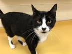 Adopt Miracle Mama (Mom Cat) a Domestic Short Hair