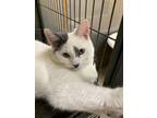 Adopt Gracia Lou a Domestic Short Hair