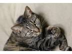 Adopt Dolly a Domestic Short Hair