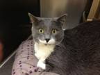 Adopt Winter a Domestic Short Hair