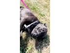 Adopt Sweet Pea a Pit Bull Terrier