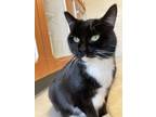 Adopt Elaine a Domestic Short Hair