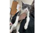 Adopt Stegers a Domestic Short Hair