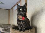 Adopt Rosebud a Tortoiseshell