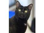 Adopt Veda a Domestic Short Hair