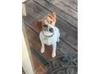 Adopt Carmel - Fostered in KC a Beagle