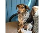 Adopt Roxy a Coonhound