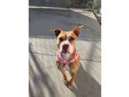 Adopt Libby a Pit Bull Terrier