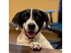 Adopt Sally a Pointer