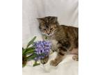 Adopt Punky a Domestic Short Hair