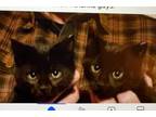 Adopt Lots of beautiful kittens in foster care a Domestic Short Hair