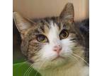 Adopt Candy a Tabby