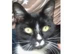 Adopt Rain ( Lap cat ) a Tuxedo