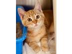 Adopt Cutest Cats & Kittens a Tabby