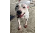 Adopt Sadie a Pit Bull Terrier, Mixed Breed