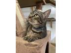 Adopt TIGER LILY a Domestic Short Hair