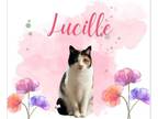 Adopt Lucille a Domestic Short Hair, Calico