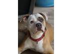 Adopt Luz a Pit Bull Terrier