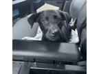 Adopt Jet a Black Labrador Retriever, Pit Bull Terrier