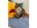 Adopt Cuddles a Domestic Short Hair