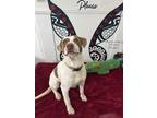 Adopt Mazie a German Shorthaired Pointer