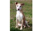 Adopt Nami a Collie, Mixed Breed