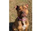 Adopt 2311-0015 Doja (Off Site Foster) a Shar-Pei, Pit Bull Terrier