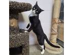 Adopt Pangea a Domestic Short Hair