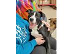 Adopt Crossant a Pit Bull Terrier