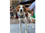 Adopt Scout a Treeing Walker Coonhound, Hound