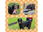 Adopt Laverne a Great Dane