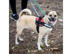 Adopt Carley - City of Industry Location a Pug, Beagle