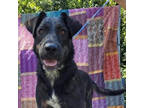 Adopt Emmy Lou a Labrador Retriever