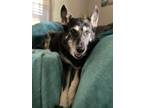 Adopt Sally a Shepherd, Husky