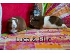 Adopt Luca & Ellie a Short-Haired