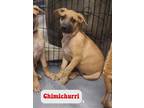 Adopt CHIMICHURRI a German Shepherd Dog, Black Mouth Cur