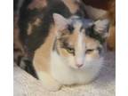 Adopt Ayla a Dilute Calico, Domestic Short Hair
