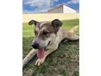 Adopt Emiko a Australian Cattle Dog / Blue Heeler, Australian Shepherd