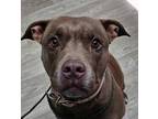 Adopt Merry *FOSTER NEEDED* a Pit Bull Terrier
