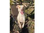 Adopt Milly a Pit Bull Terrier, Siberian Husky