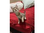 Adopt Pluto J a Tabby, Abyssinian