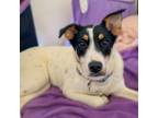 Adopt Wendy2 a Mixed Breed, Australian Cattle Dog / Blue Heeler