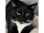 Adopt Shy a Domestic Short Hair